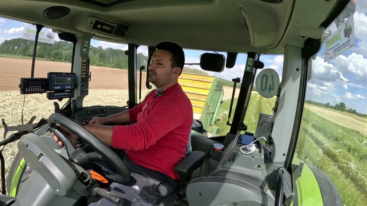 @OPG-Puzjak Branje Kamilice 2 dio ovog puta Sam berem.. Harvest Chamomile part 2....