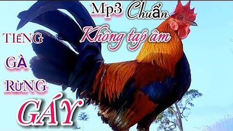 Tiếng gà rừng gáy chuẩn 💯% (không tạp âm), Mồi NHẠY nhất 2024 || Suab qaib qus qua zoo dib tuaj 💯%