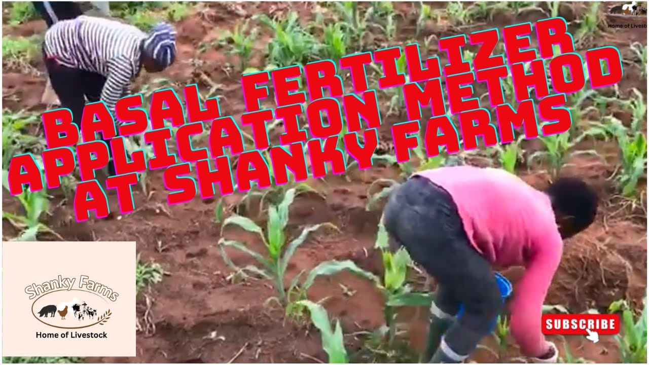 Basal fertilizer application method at Shanky Farms - YouTube