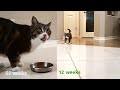 Kitten time lapse  12 weeks to 1 year old