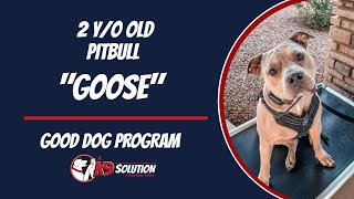 🐶Dog Trainers/Training of South Florida and Arizona /2 Y/O PitBull 'Goose”🦮 by A K9 Solution 95 views 3 weeks ago 5 minutes, 22 seconds