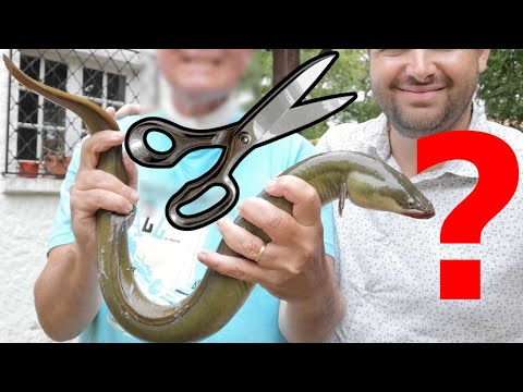 Vidéo: Comment Couper Une Anguille