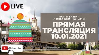 10.01.2021. Прямая трансляция с ЦМИ. 87 лошадей.