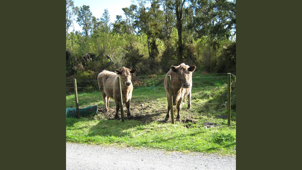 Country Kind of Life