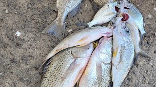 Tambay sa Ilalim ng Tulay #fish #fishing #fishinglife #dubai by Gerry’s Multi-Sports 89 views 1 year ago 8 minutes, 32 seconds