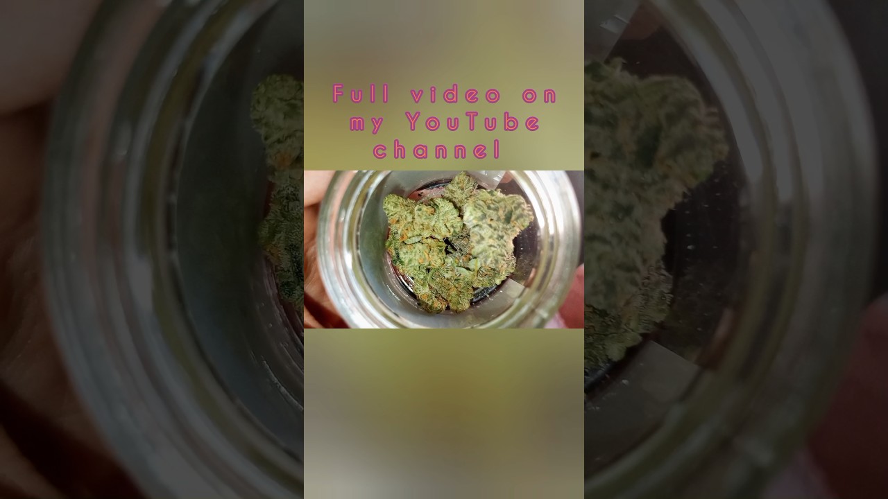 Phat Panda Dirty Martini Strain Review Flower Cookies 🔥🍸 