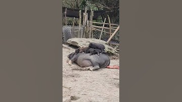 Nuôi lợn trong rừng, thu hoạch mật ong rừng tự nhiên #017 #shorts #reels #trieuthixien20 #lon