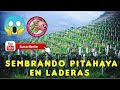 SEMBRANDO PITAHAYA EN LADERAS | por la ruta de la Pitahaya Perú 🇵🇪 Sow pitahaya on hillside