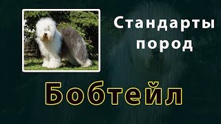 Стандарты пород Бобтейл Стандарты пород Бобтейл