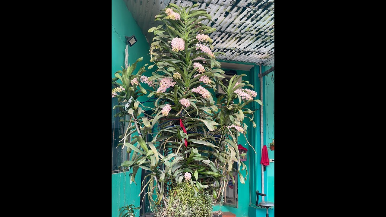 NHẠN THÁNG 8 HƯỜNG HÀ NAM 0399930009 || PHONG LAN RỪNG