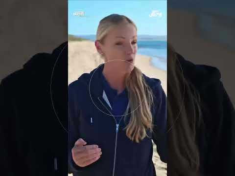 جنون أسماك القرش