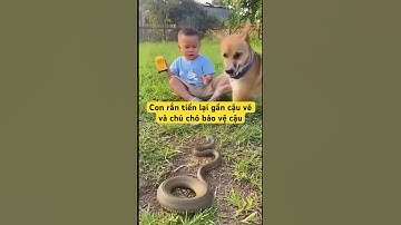 Con rắn tiến lại gần cậu bé và chú chó đã bảo vệ cậu #shortvideo #aivideo #dog