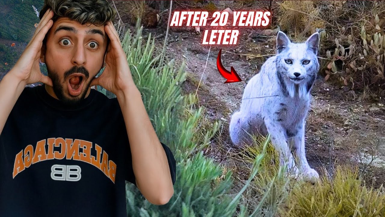 Мифическая иберийская рысь впервые заснята на камеру в Испании | Открытие дикой природы