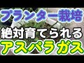 【プランター】【家庭菜園】アスパラガス栽培 この動画を見ればアスパラガス栽培の基本作業がわかります!