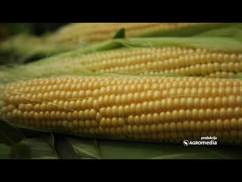 Video: Informacije o berbi kukuruza - kada i kako brati kukuruz šećerac