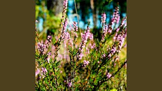 Falling Down - Fia