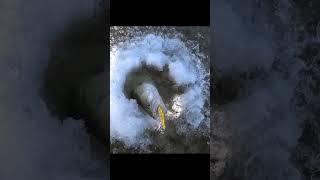 Зимняя ловля Судака на Ратлин на малой глубине