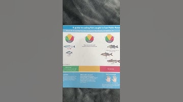 2024 Algae Blooms Eating Fish Question YouTube Short #fishing #lake