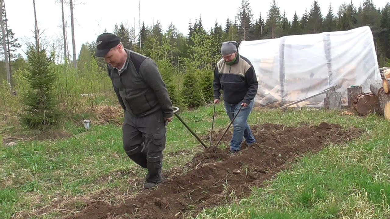 Perunan istutus, maamyyrä petti!