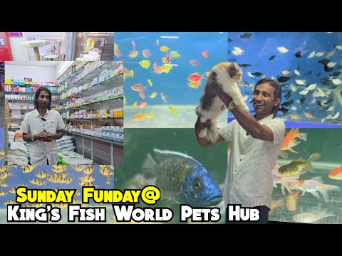 Exotic Fishes Cats Accessories Pet's Care & All @Kings Fish World Pets Hub |Sunday Offer | Hyderabad