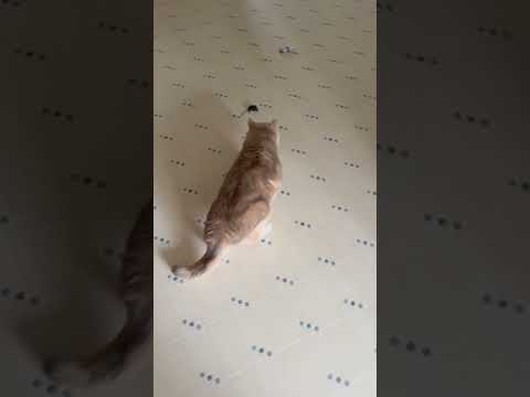 Funny Cats Get Scared of Baby Mouse in Kitchen!