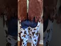 Toddler cowboy costume review