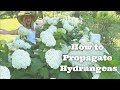 How to Propagate Hydrangeas