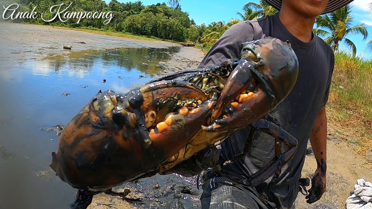 REZEKI RAMADHAN HARGA KEPITING JUMBO SELANGIT ... TANGKAP SEBANYAK-BANYAKNYA ... !