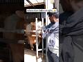 #youtubeshorts #europe #netherlands #texel #village