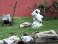 Otters chasing a butterfly at Memphis zoo