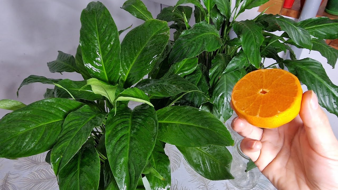 ÇİÇEKLER COŞMYORSA BİRDE BUNU DENEYİN 😉