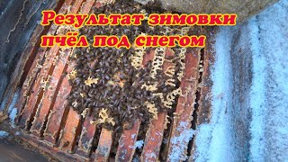 РЕЗУЛЬТАТ ЗИМОВКИ ПЧЁЛ ПОД СНЕГОМ, СТАРТОВЫЕ РАБОТЫ С ПЧЁЛАМИ НА ПАСЕКЕ