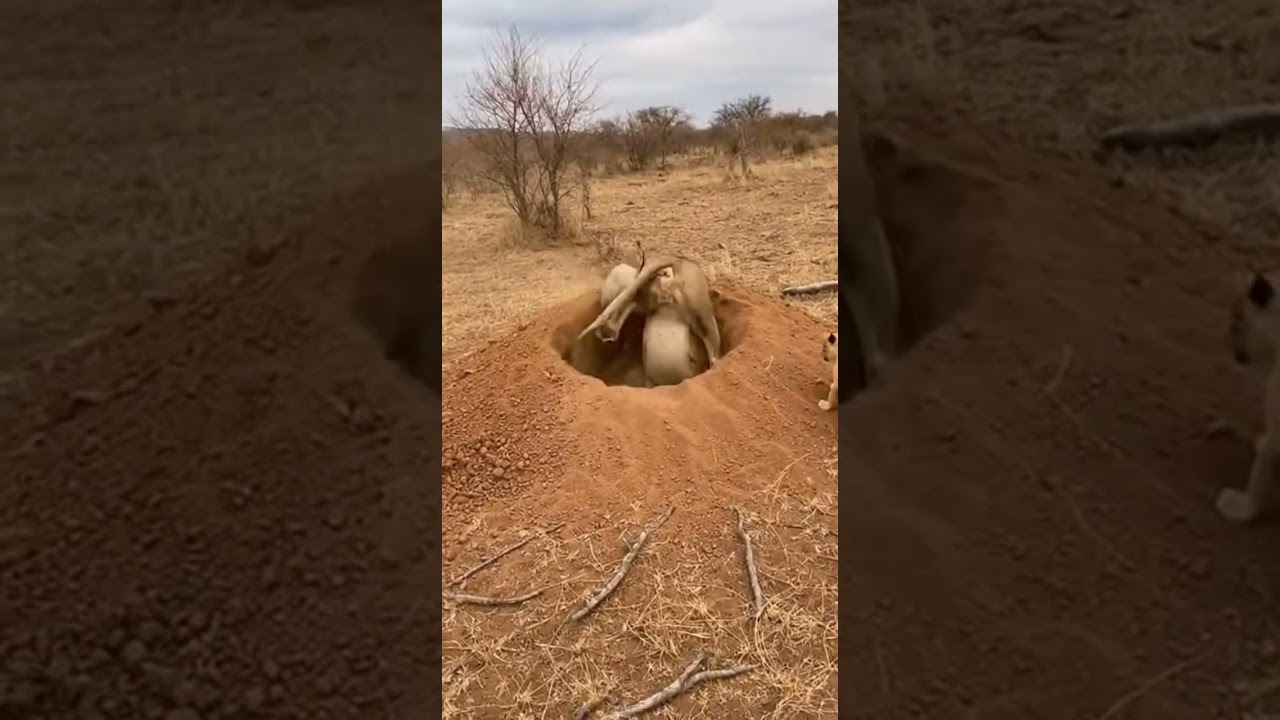 Adorable Lion Cubs Watch Dads Desperate Hunt For Food 
