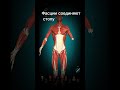 #остеопатия #здоровыйобразжизни #самомассаж #расслабление #butiful #shorts #youtubeshorts