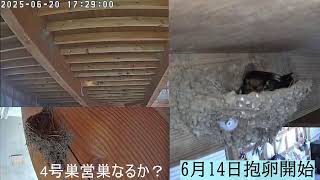 花見　万太郎の配信のサムネイル画像