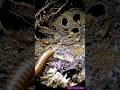 Millipede POV: Inside a Hidden Underground Ecosystem (Realistic Wildlife Footage)