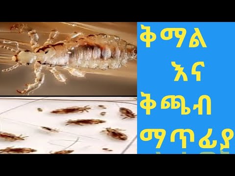 ቪዲዮ: የራስ ቅማል ማነው?