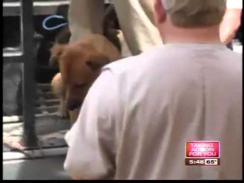 Video: Sød nordlige hunde modtager gratis dyrlægehjælp