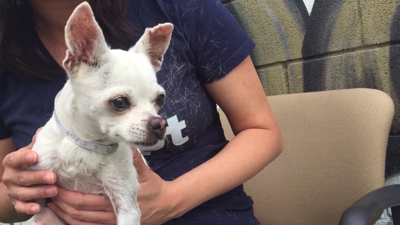 chihuahua facts RESCUED! A5085704 Helen | Chihuahua