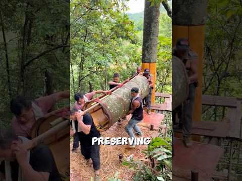 Why China S Ancient Cinnamon Bark Is So Valuable Chinacinnamonbark Shorts 