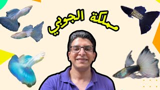 مملكة الفايتر و الجوبي في مزرعة الانطوني the kingdom of betta and guppies