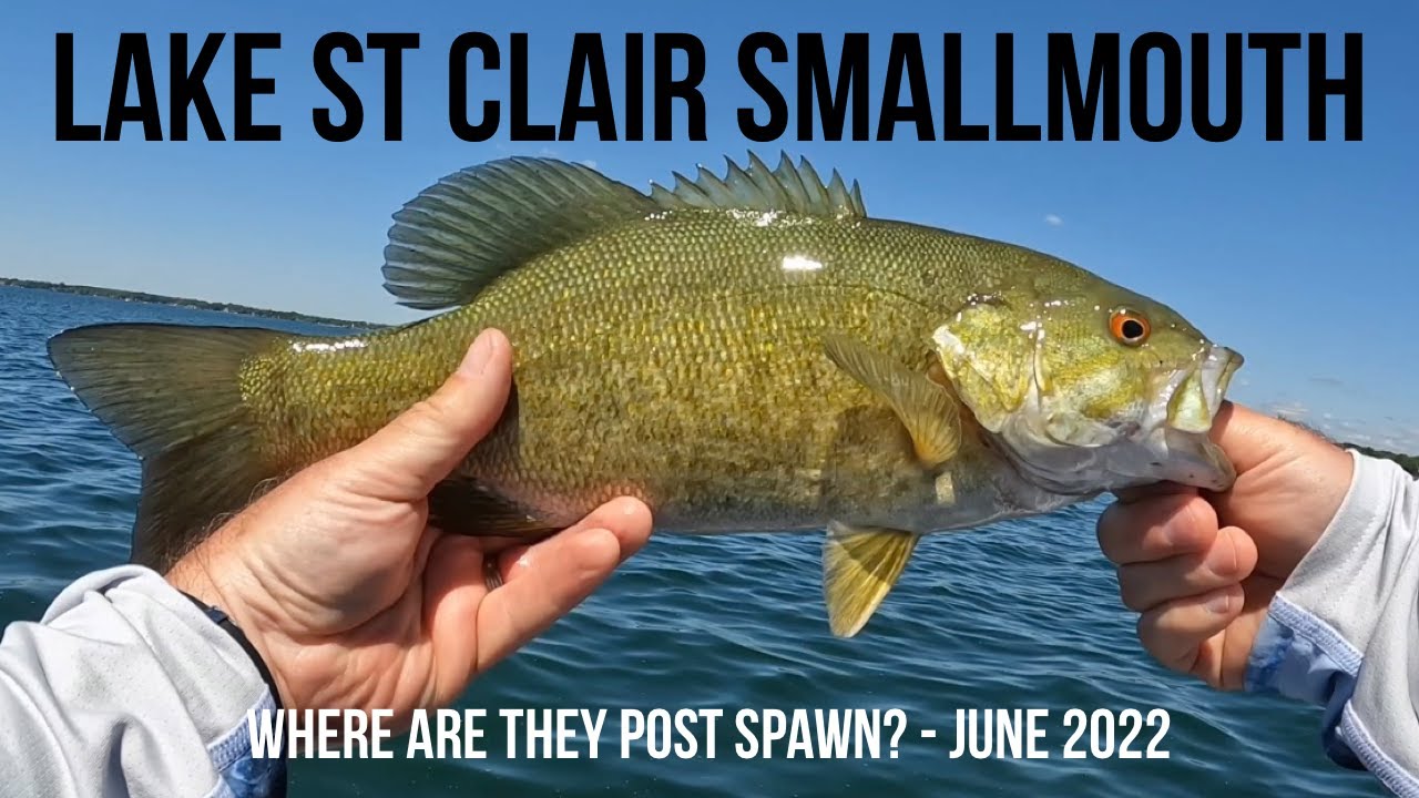 Smallmouth Bass Fishing Lake St Clair Where To Find The Smallmouth