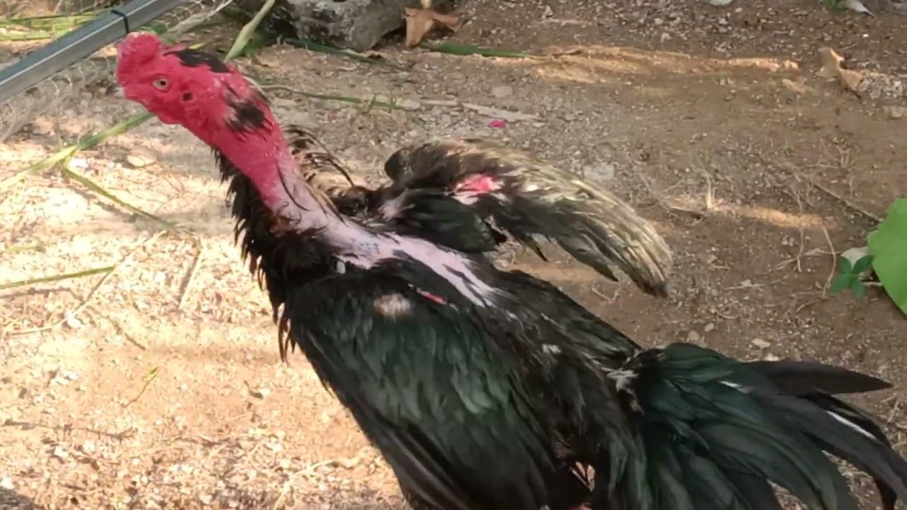 10 กุมภาพันธ์ ค.ศ. 2026