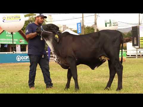 LOTE 70   FAMÍLIAS   BEZERRA BRENDA X GENGIS KHAN