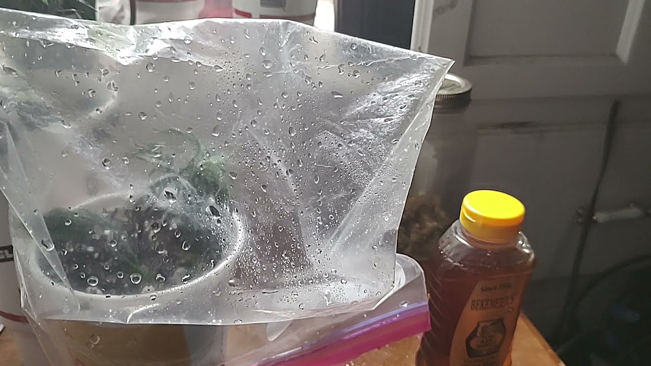 How to Clone Cannabis, Medical Marijuana or Hemp For the Budget Homegrower.