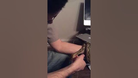 Reticulated python yawning start of massage