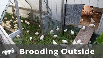 Brooding Chicks Outside - AMA S12:E5