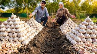 🧄 Preparing for Cold Winter Days… Planting Garlic Together in Village 🌿