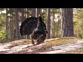 Capercaillie fight April 18th