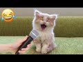 Funniest animals 2022  funniest cats and dogs  part 01  happy cats vn